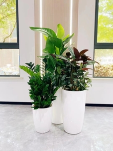 宁波江北盆景出租方案><div class=