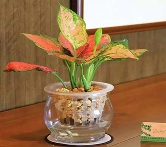 杭州湾花木租摆，实惠来袭，让空间焕发生机！